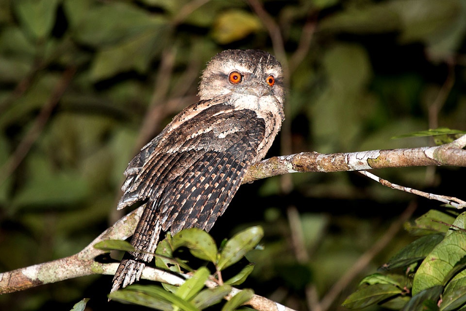 Marbled Frogmouth (Podargus ocellatus)